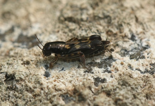 Xya nigripennis