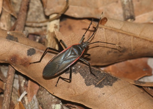 Melamphaus fulvomarginatus