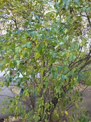 Syringa vulgaris