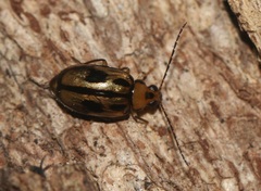 Monolepta scripta