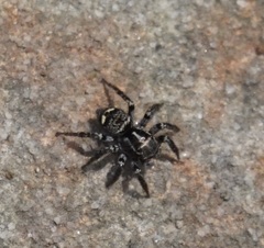 Saitis virgatus