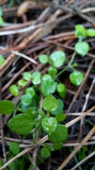 Stellaria parviflora