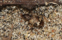 Tetragonoderus