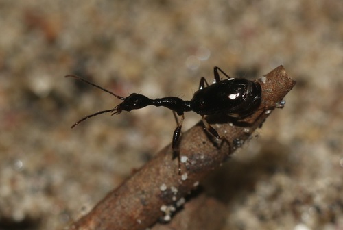 Mimocolliuris pilifera