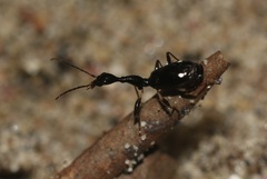Mimocolliuris pilifera