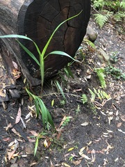 Dianella caerulea producta