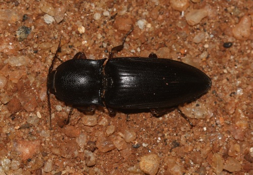 Lanelater fuscipes