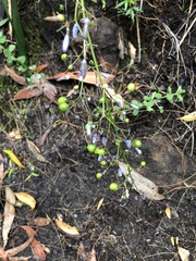 Dianella caerulea producta
