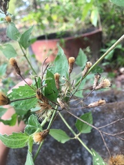Porophyllum ruderale