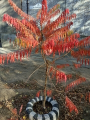 Rhus
