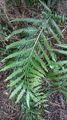 Asplenium bulbiferum x a flaccidum