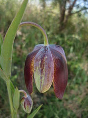 Calochortus hartwegii