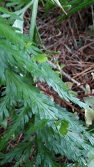 Asplenium bulbiferum x a flaccidum
