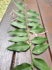 Capparis arborea