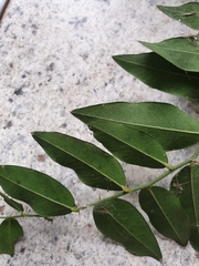 Capparis arborea