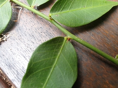 Capparis arborea