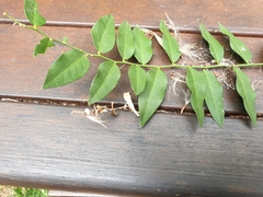 Capparis arborea