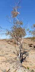 Eucalyptus socialis socialis