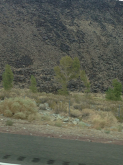 Populus fremontii fremontii