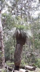 Xanthorrhoea glauca