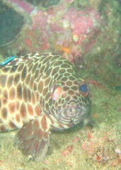 Epinephelidae