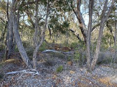 Corymbia calophylla