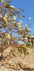 Eucalyptus socialis socialis