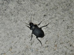 Licinus silphoides