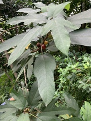 Ficus simplicissima