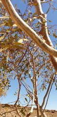 Eucalyptus socialis socialis