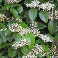 Viburnum japonicum