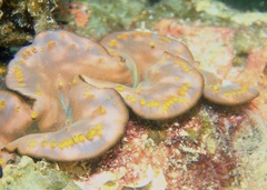 Tridacninae