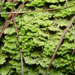 Trichocolea mollissima