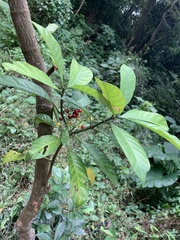 Psychotria asiatica