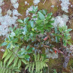 Metrosideros excelsa