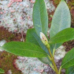 Metrosideros excelsa