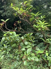 Psychotria asiatica