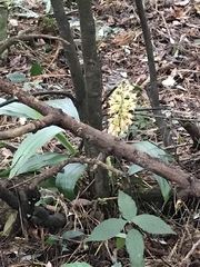Calanthe formosana