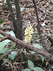Calanthe formosana