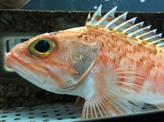 Hilgendorf's Rosefish photo 1