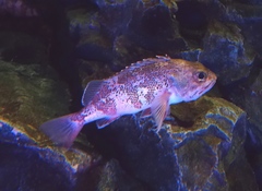 Hilgendorf's Rosefish photo 2