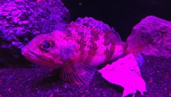 Hilgendorf's Rosefish photo 3