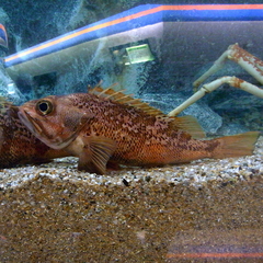 Hilgendorf's Rosefish photo 4