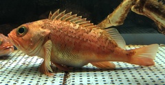 Hilgendorf's Rosefish photo 5