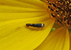 Colladonus montanus reductus