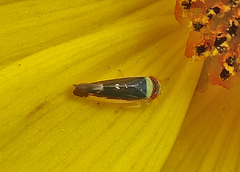 Colladonus montanus reductus