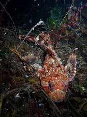 Hemilepidotus hemilepidotus