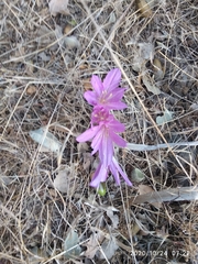 Colchicum feinbruniae