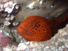 Anarrhichthys ocellatus