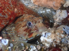 Hemilepidotus hemilepidotus